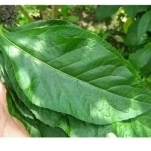 

Daun aprika segar . Daun sambung nyawa 150 lembar