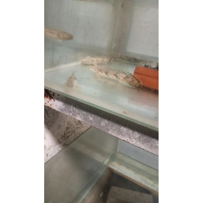 hiasan kebutuhan palmas endlichery 18_20cm