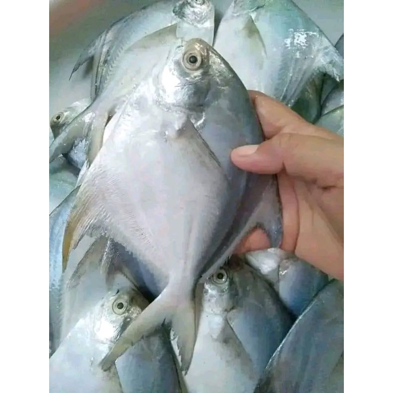 

ikan bawal putih segar Ikan bawal ikan loang 1kg
