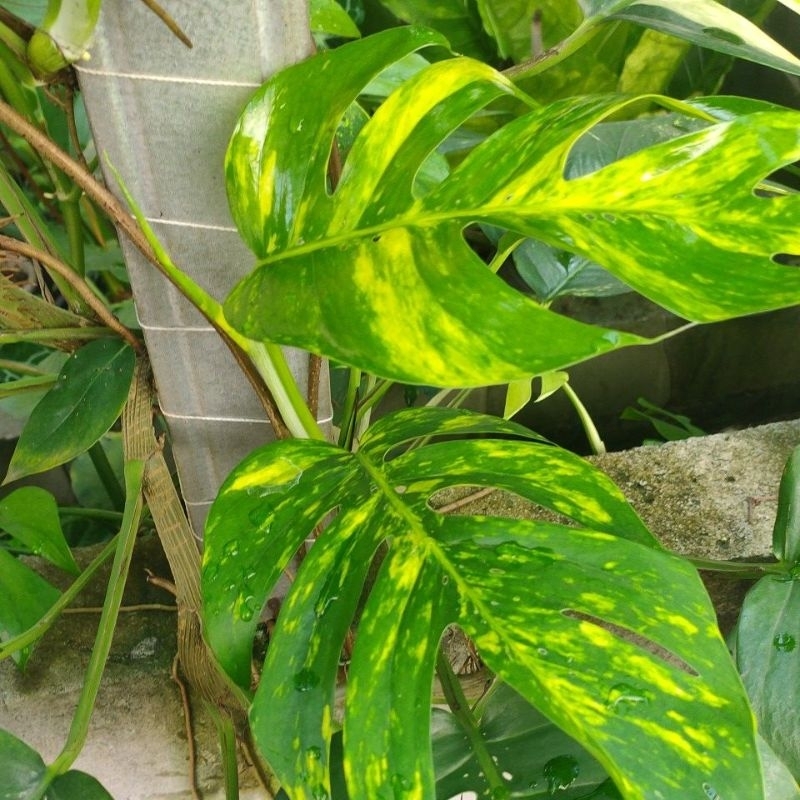 TANAMAN HIAS EPIP KUJANG YELLOW SUNRISE