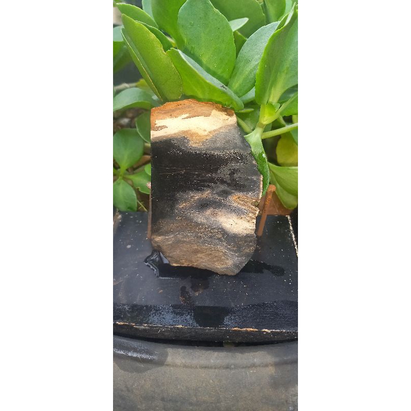 Natural fosil kayu garut 3