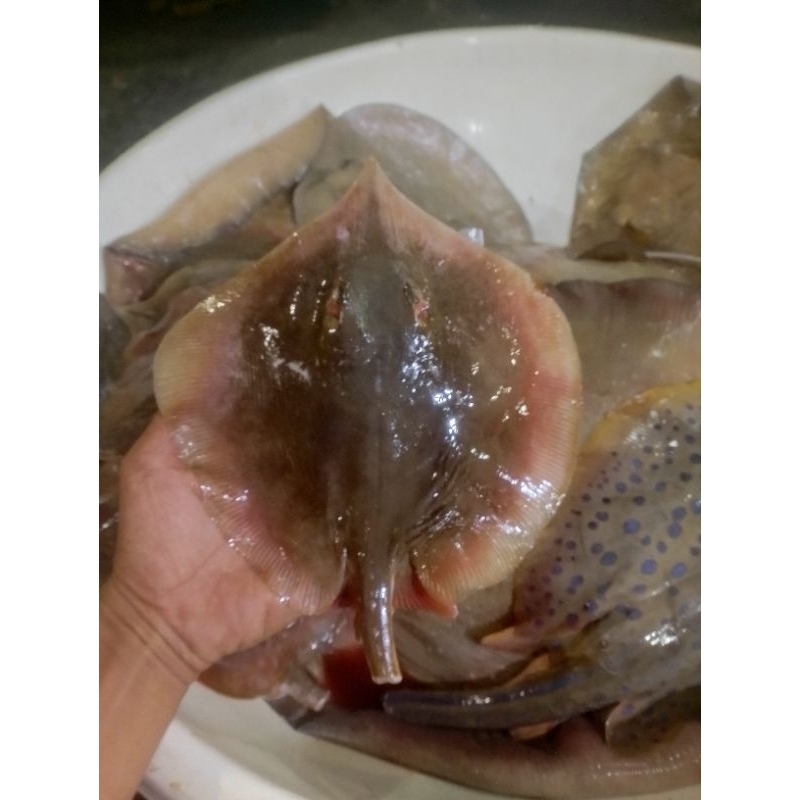 Ikan pari ekoran Ikan pari segar 1kg