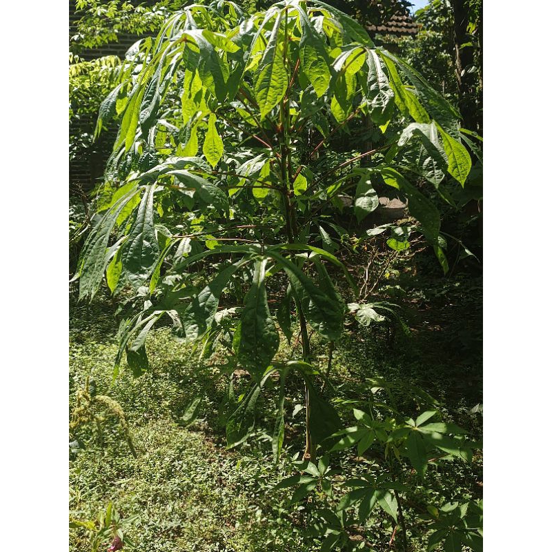 BIBIT STEK BATANG TELO PAPUA