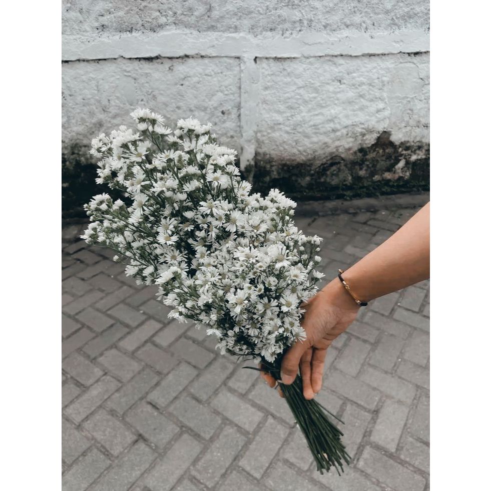 Bunga potong pikok segar/Fresh Flower/Bunga potong segar/Bunga potong murah