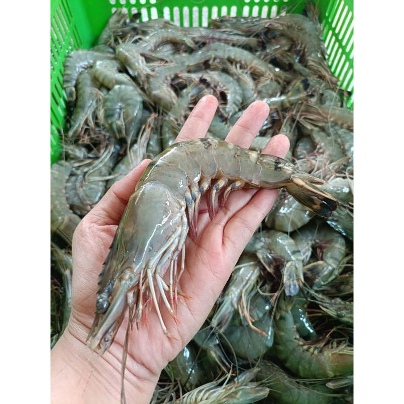 

Udang Tiger