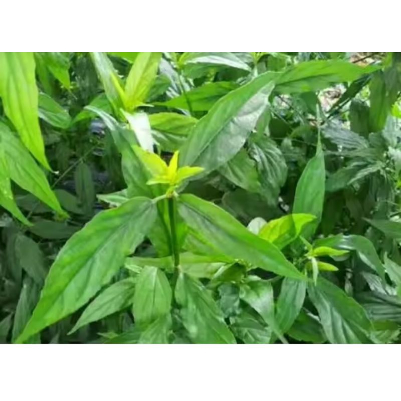 

Jual Daun ki Kalingsir/Belalai Gajah segar obat Herbal per 100 gram