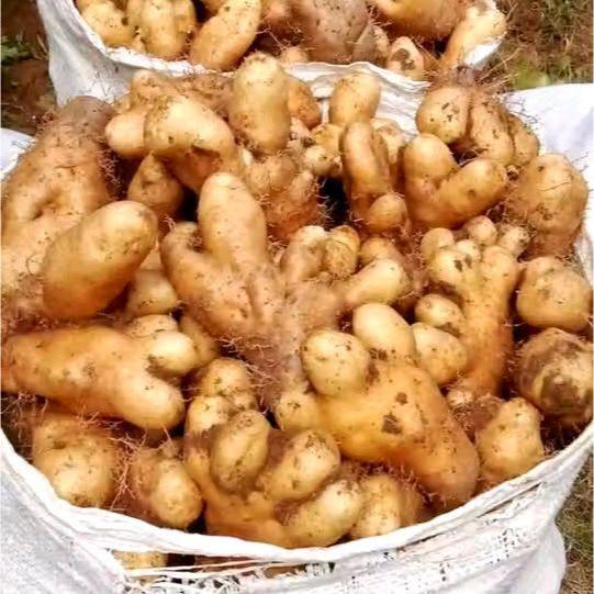 

Umbi Gembili Fresh 1kg l Jbp_Fresh