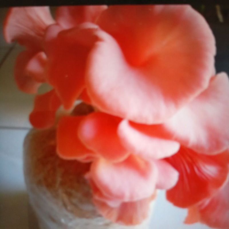 Baglog jamur tiram pink