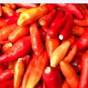 

rawit merah petik 1 kg