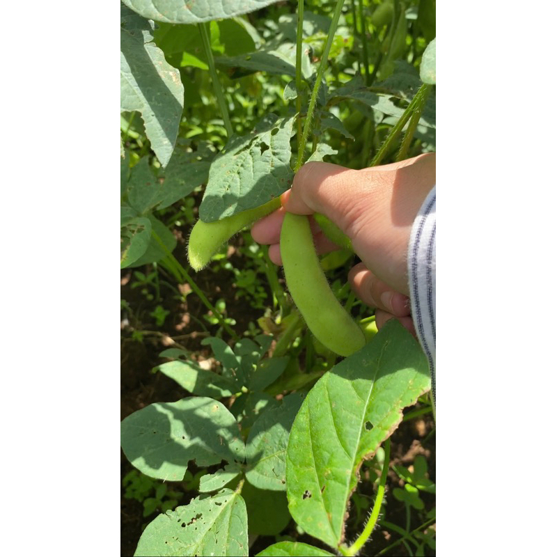 

Kacang Edamame mentah 1kg Fresh dari kebun langsung