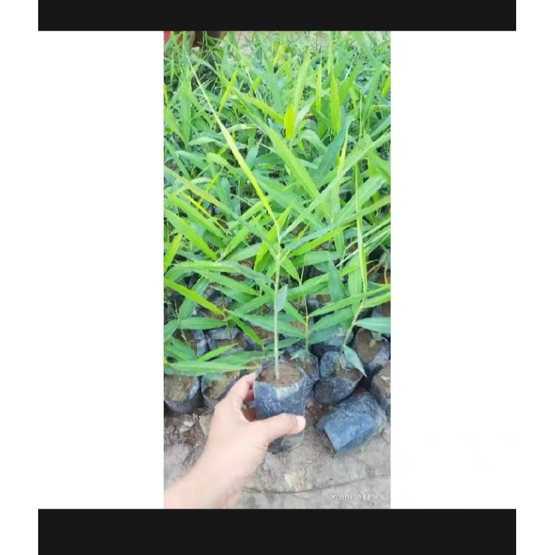 Bibit Jahe Merah siap Tanam