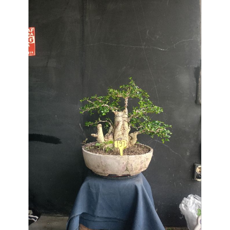 bonsai serut medium sesuai poto