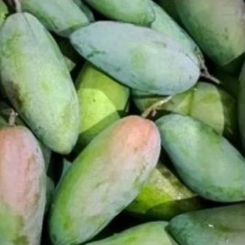 mangga kiojay mentah manis asem segar 500 -600  gr isi 1 biji