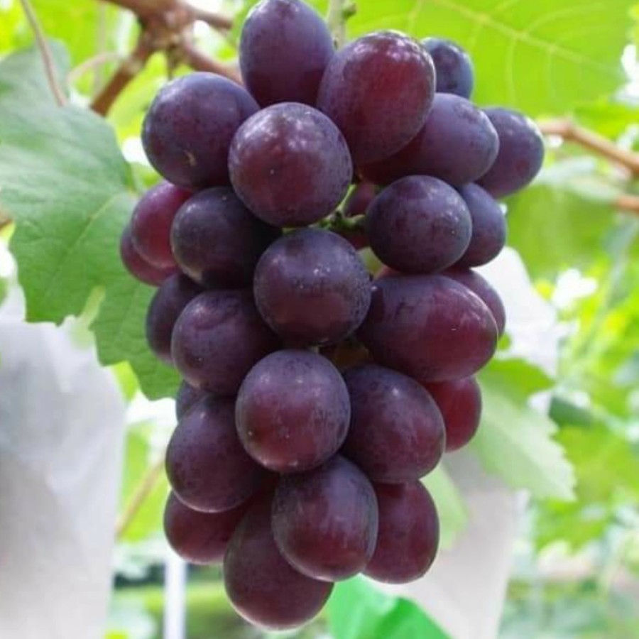 Bibit anggur import jupiter