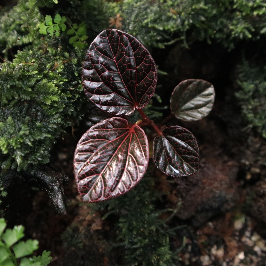 Tanaman Endemik Piper borneo