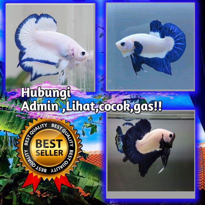 Ikan Cupang, Blue Rim TOP GRADE Sepasang Cocok Untuk Bahanan (Beli 3 Gratis 1)
