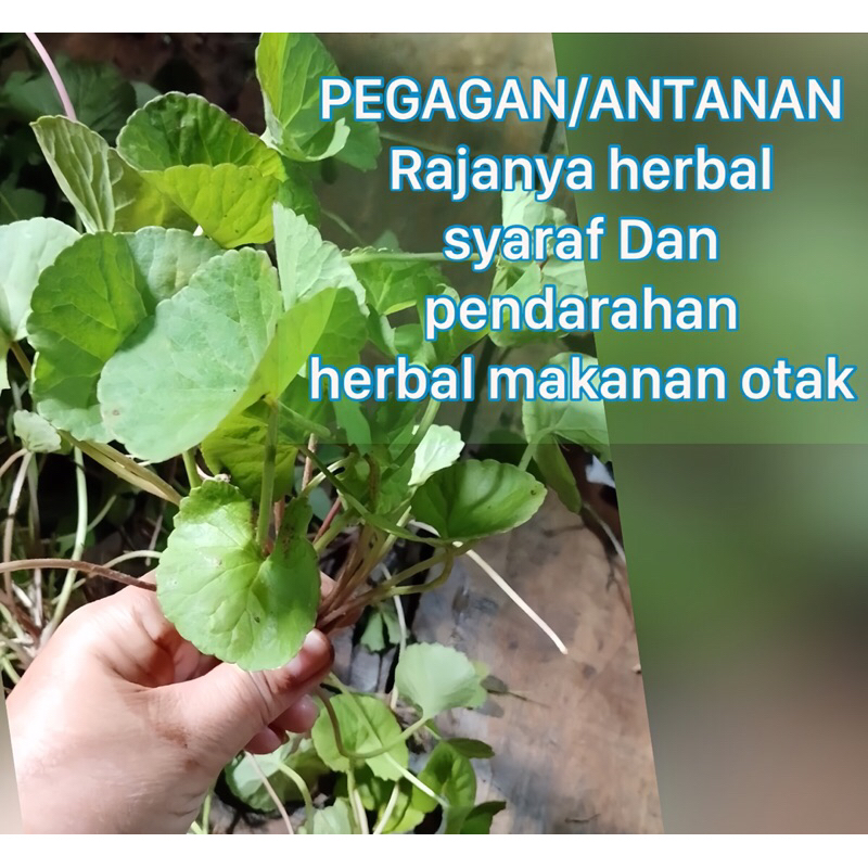 

bibit pohon pegagan/antanan original dan termurah