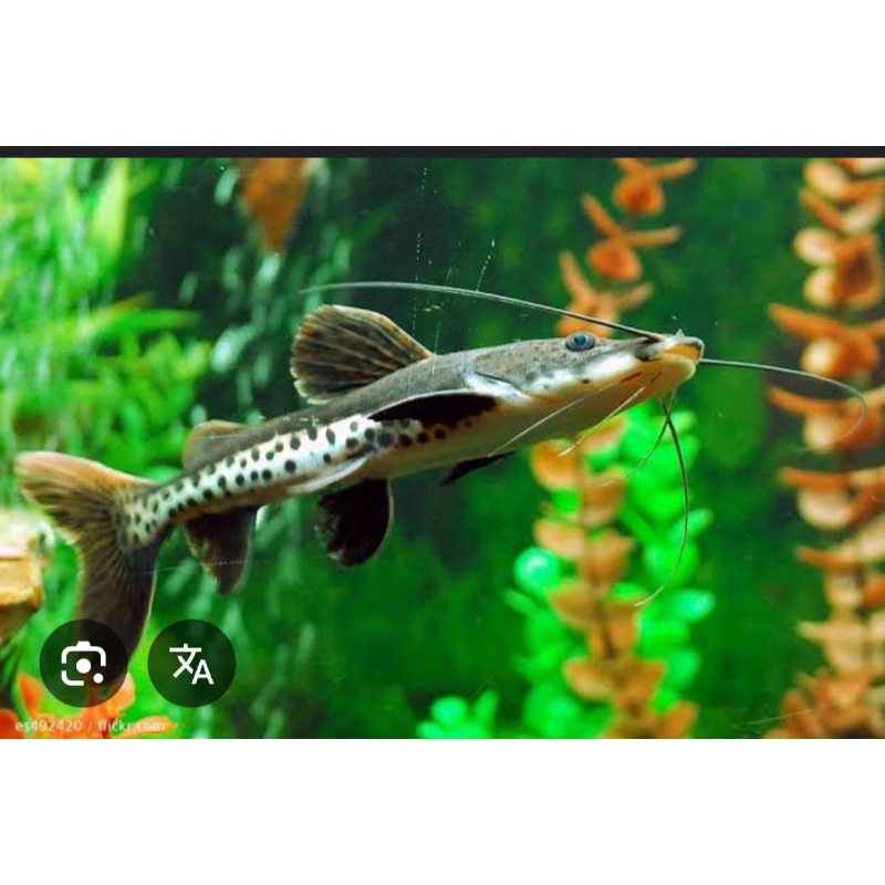 ikan tsn catfish