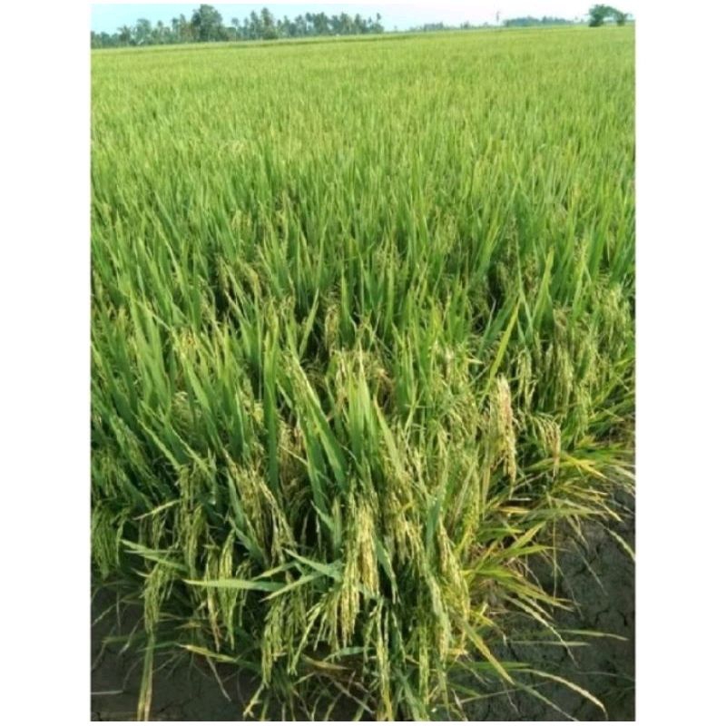 BENIH PADI MR 219 KEMASAN 1KG