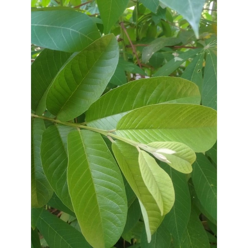 

Daun jambu biji 100 lembar /jambu klutok100% asli & sudah di cuci bersih