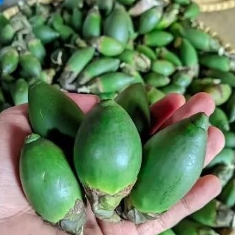 

pinang muda/Jambe fresh