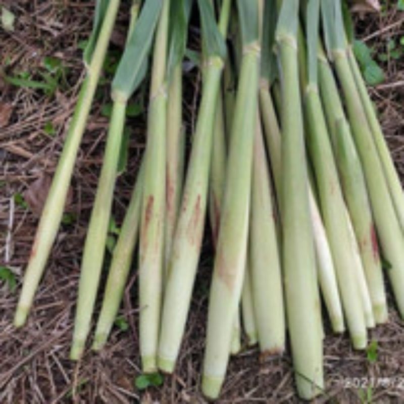 

terubuk/turubuk segar baru di ambil dari kebun
