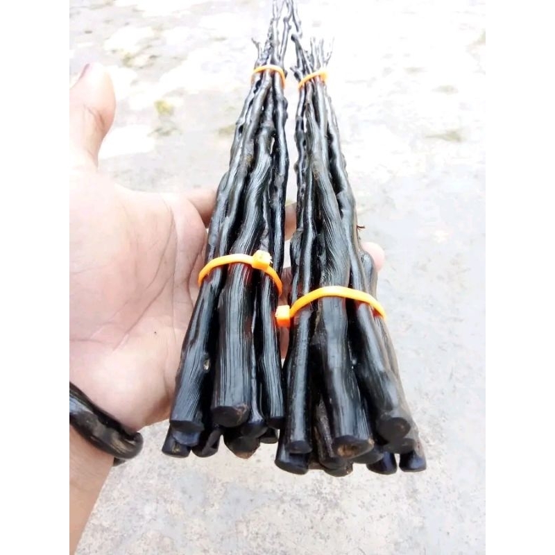 bahan akar Bahar hitam pekat super berserat 1iketan isi 7biji  di jamin asli original