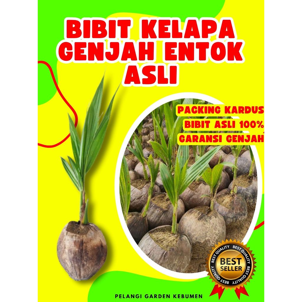 KUALITAS UNGGUL.. Pokok Buah Kelapa Entog, Pokok Buah Kelapa Entok Anakan