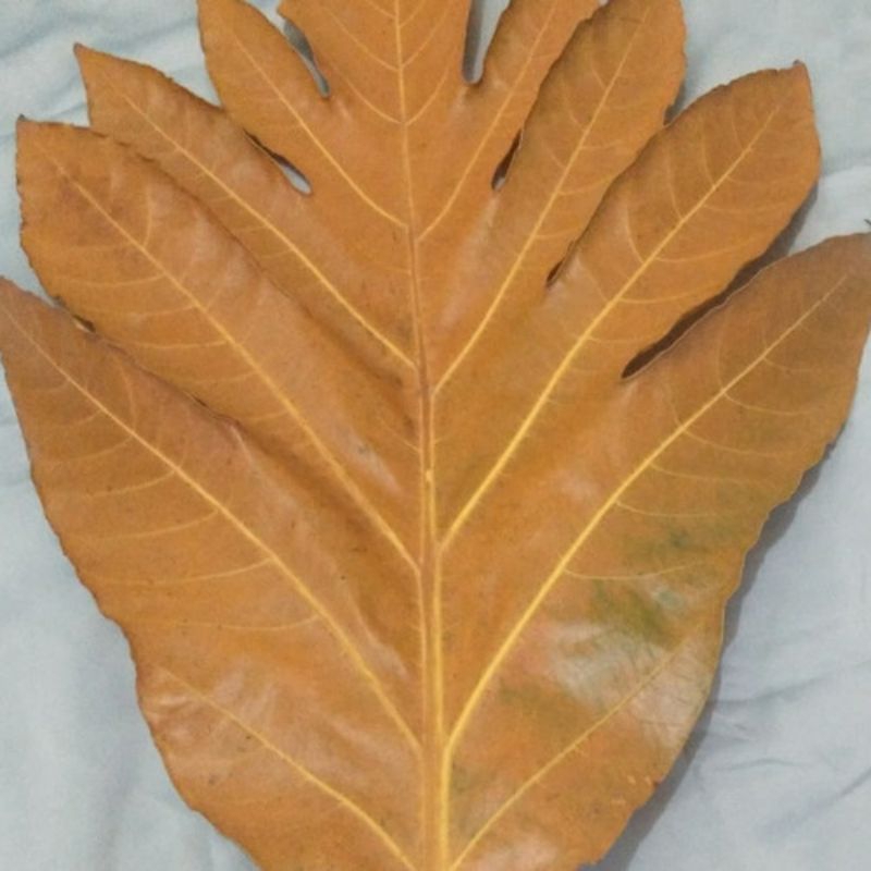 

Daun Sukun Kering 200 Gram