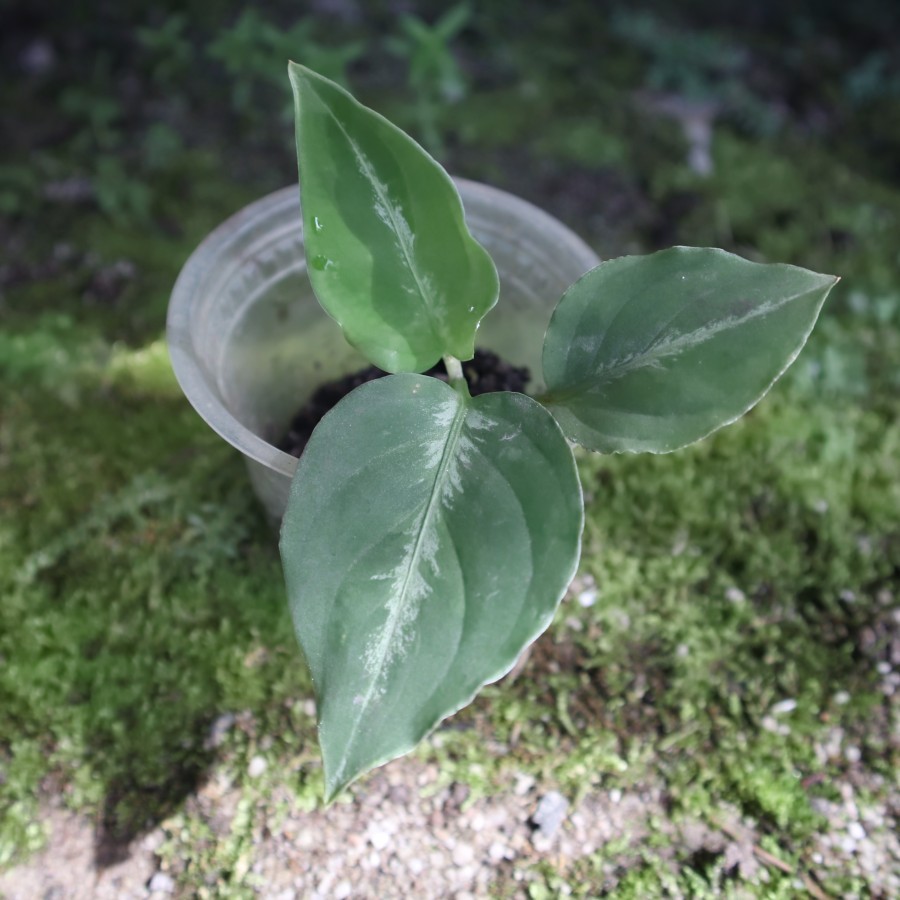 Tanaman Endemik Agloanema pictum bicolor