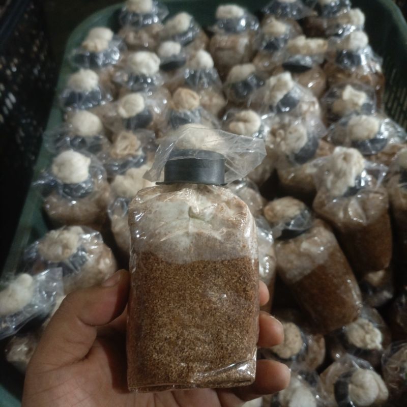 Bibit jamur tiram coklat f2 kemasan plastik