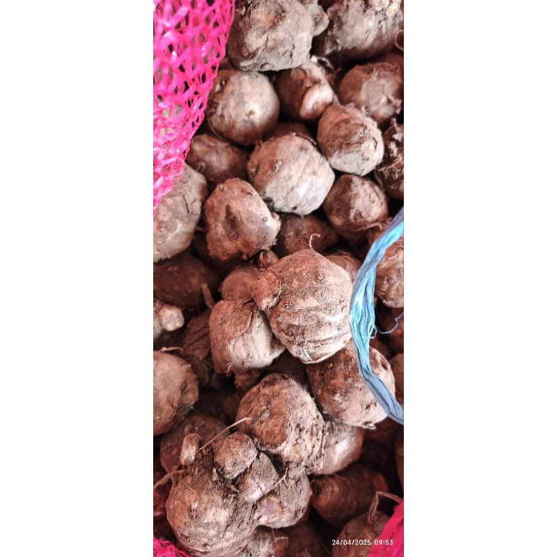 

biang kunyit segar 500gr