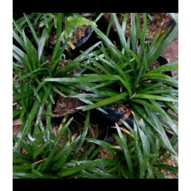 Tanaman hias kucai mini - pengganti rumput - kucai mini