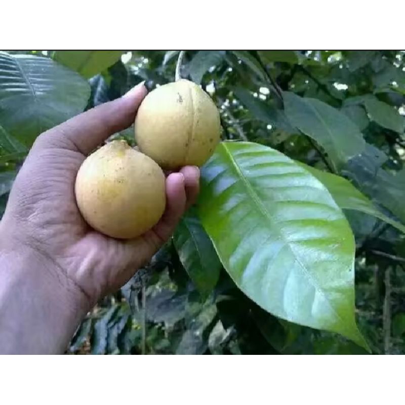 

Buah pala segar 1kg
