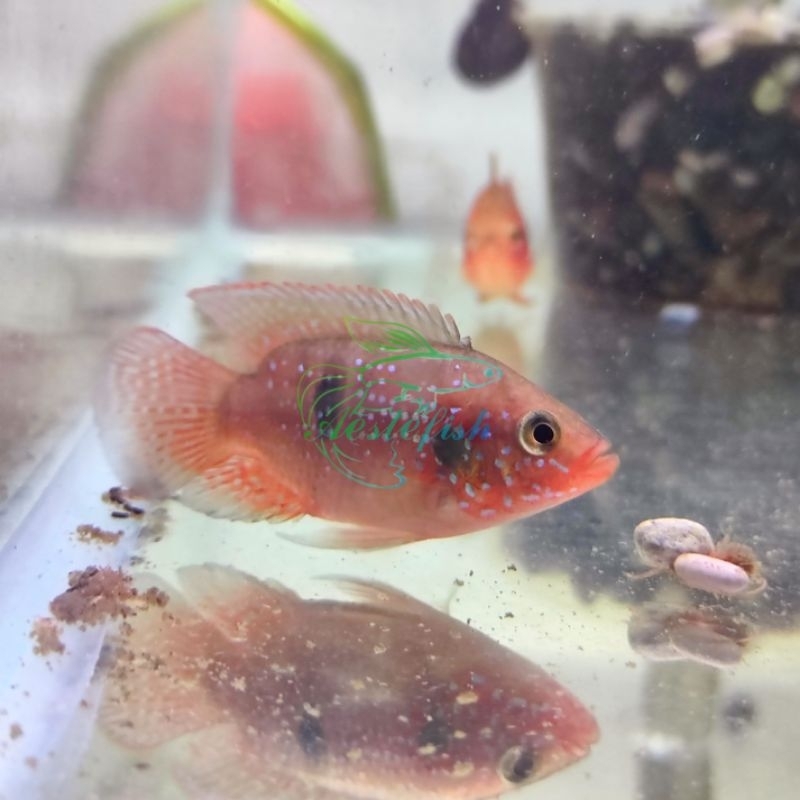Red Jewel Cichlid Short Body Size S Merah Cerah
