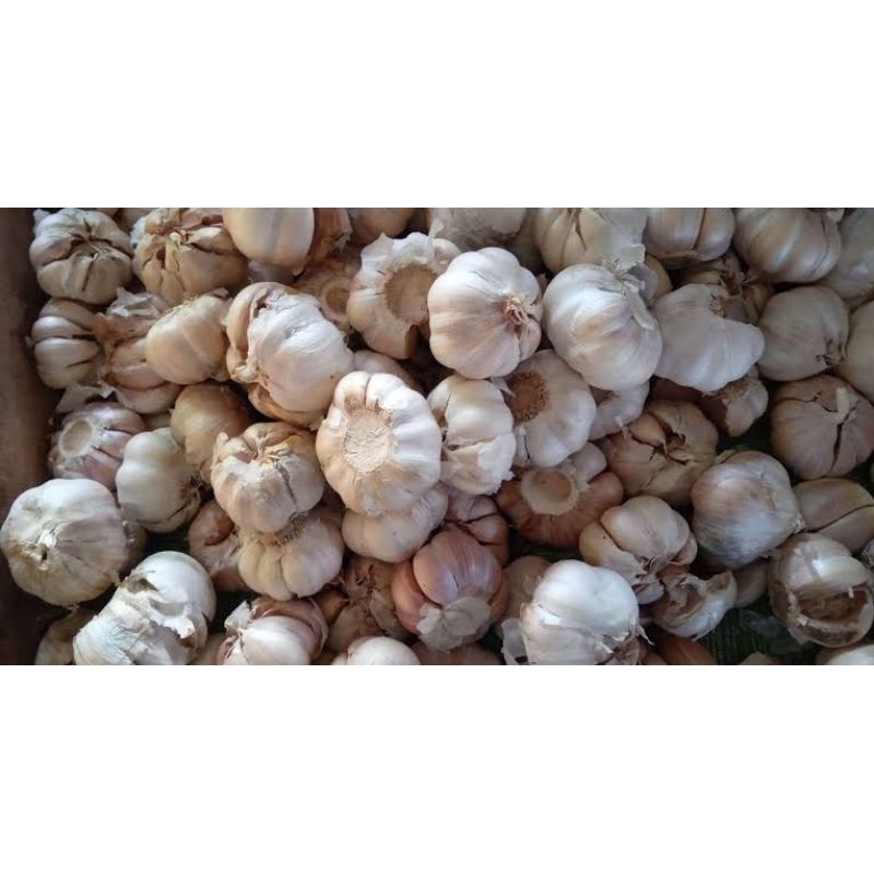 

BAWANG PUTIH BERKUALITAS PILIHAN