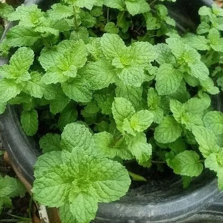 

Tanaman herbal Mint