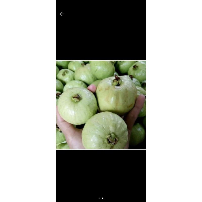 

JAMBU KRISTAL 1KG FRESH