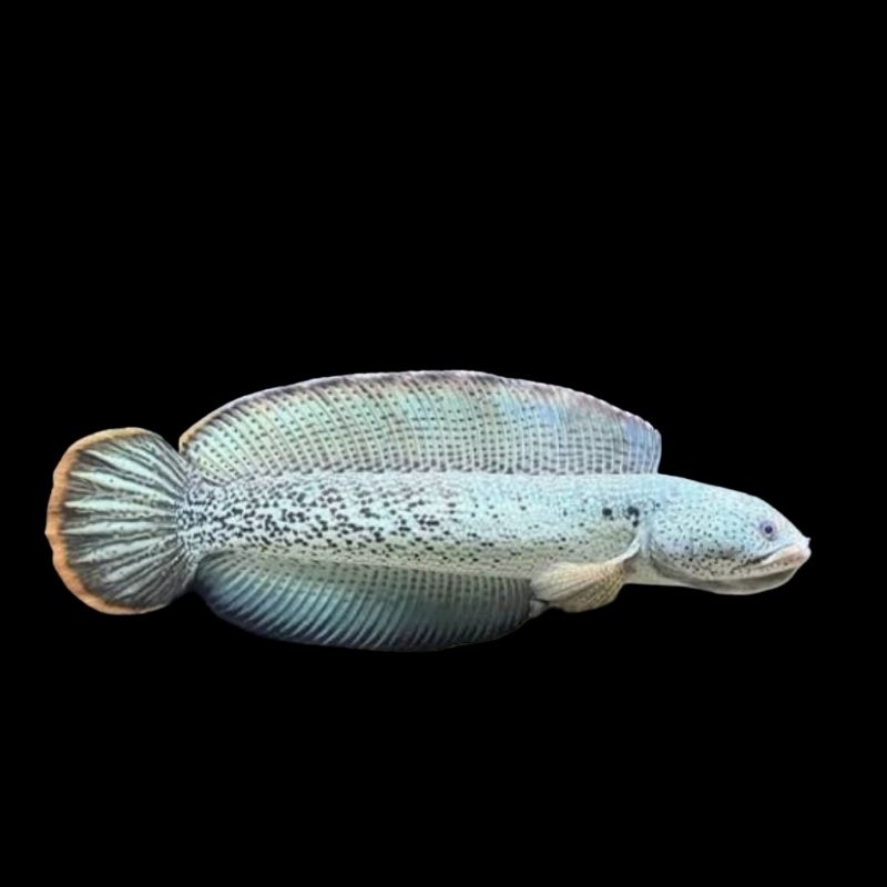 BABY CHANNA BARCA CB UKURAN 3-5CM GRADE B SORTIRAN