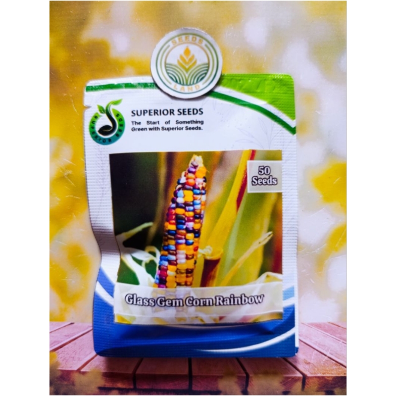 BIJI BENIH JAGUNG MANIS BESAR KEMASAN ORIGINAL
