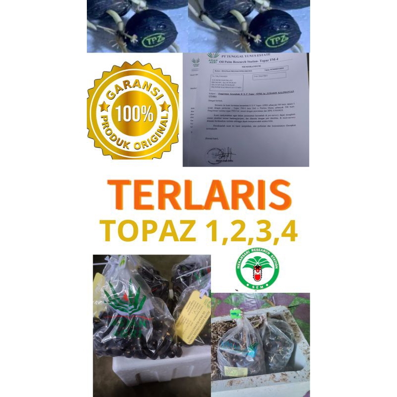 BIBIT BENIH KECAMBAH SAWIT TOPAZ ASIAN AGRI