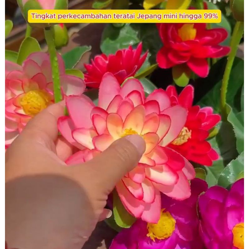 Benih bunga teratai isi 1 benih