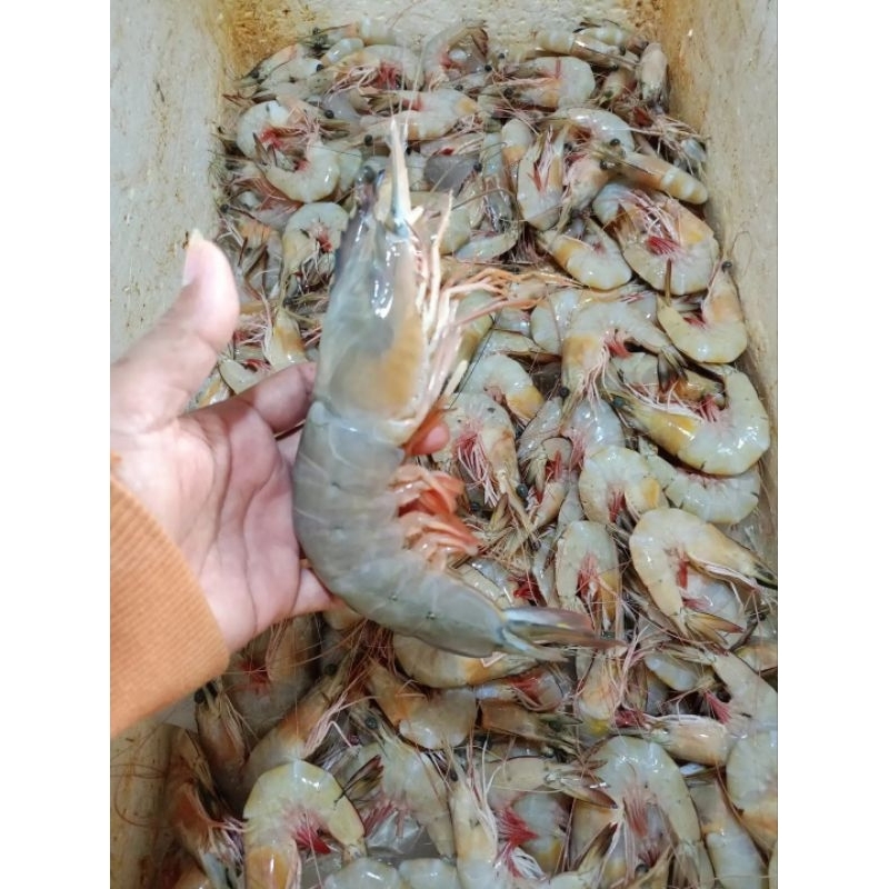 

Udang Jerbung laut Udang hasil laut segar 1kg
