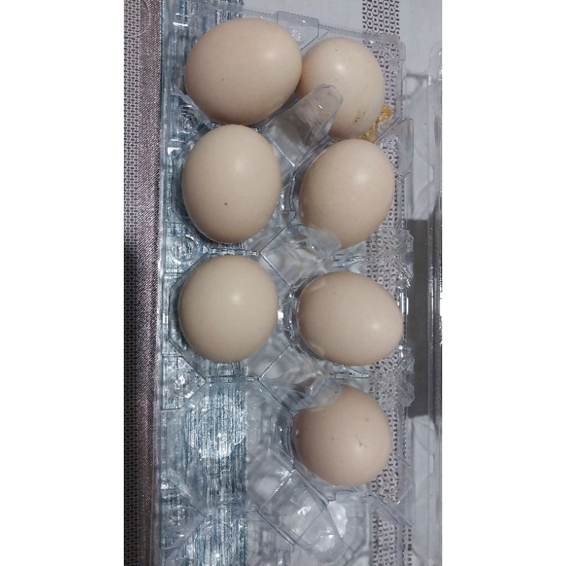 

Telur Ayam American Silkie