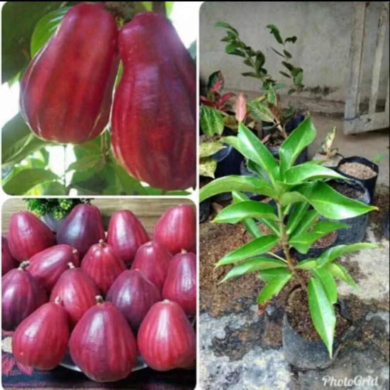 Bentang Hijau- Bibit jambu jamaika 40-60 cm