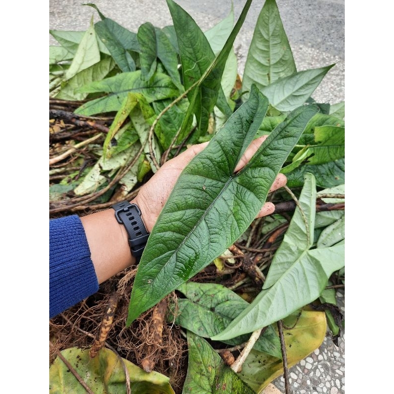 Khusus Bonggol Alocasia Scalprum Sulawesi