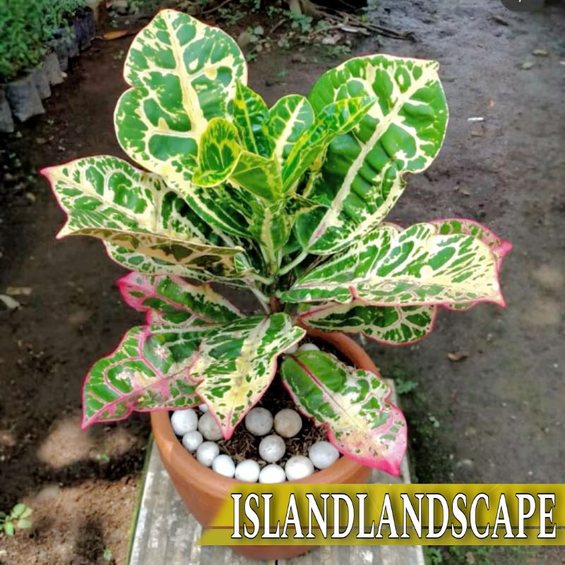 PURING KURA Tanaman Puring Kura kura - Tanaman Hias Hidup Puring