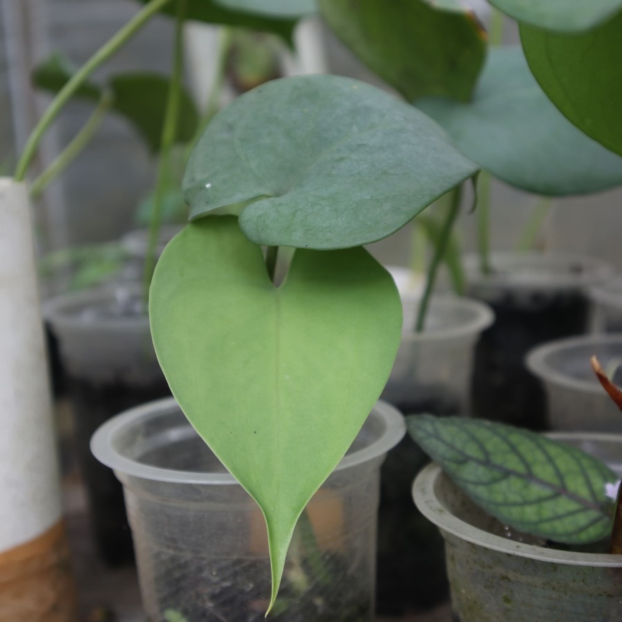 Tanaman Endemik Amydrium humile