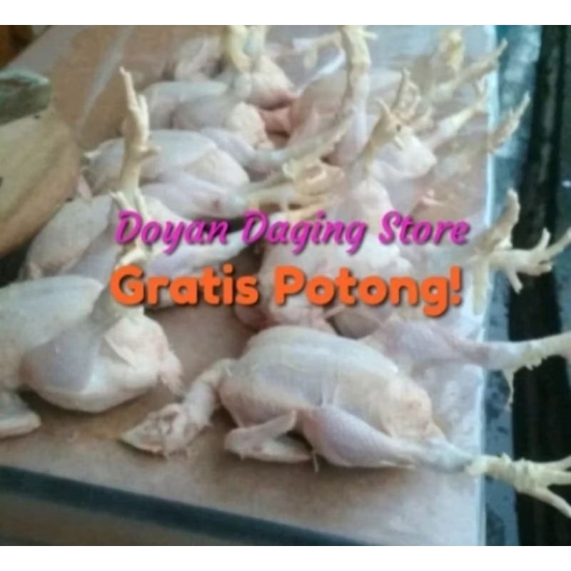 

Ayam Segar broiler utuh komplit kepala ceker jeroan fresh segar gratis potong