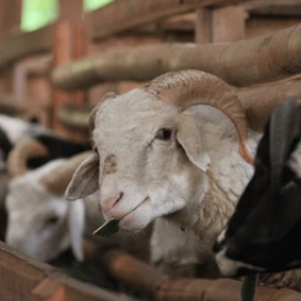 Kambing Domba Hidup Jantan Betina Aqiqah Qurban Free Ongkir Jabodebek